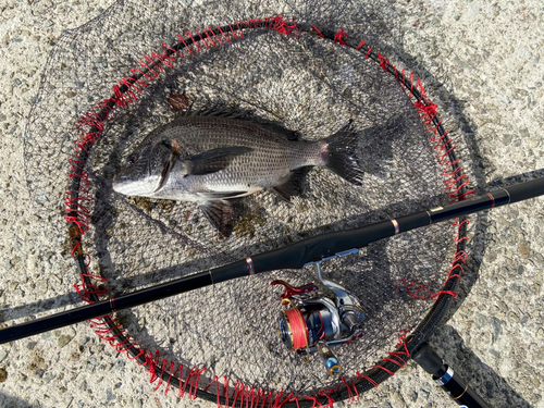 チヌの釣果