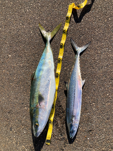 ハマチの釣果