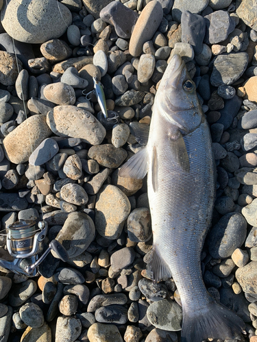 フッコ（ヒラスズキ）の釣果