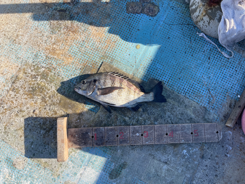 クロダイの釣果