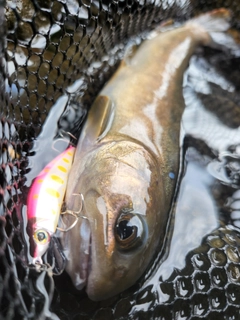 イワナの釣果