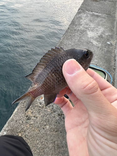 スズメダイの釣果