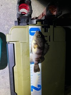 アカメバルの釣果