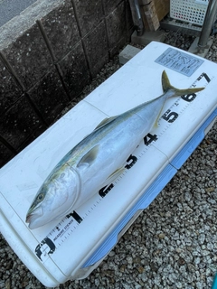 ワラサの釣果