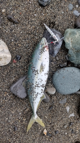 イナダの釣果