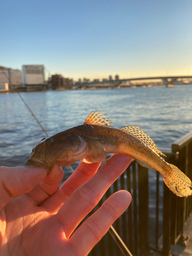 マハゼの釣果