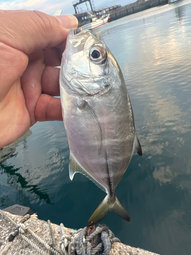 ギンガメアジの釣果