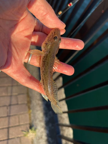 マハゼの釣果