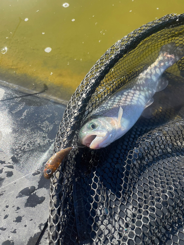 トラウトの釣果