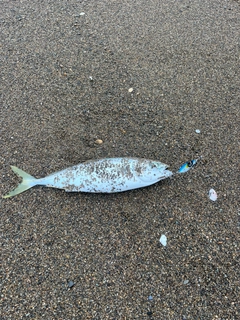 ハマチの釣果