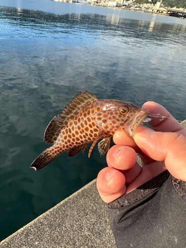 オオモンハタの釣果