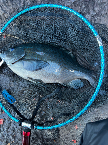 クチブトグレの釣果