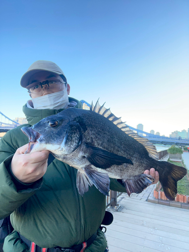 チヌの釣果