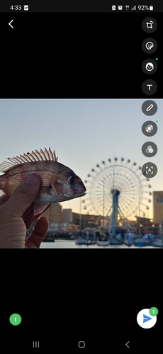 マダイの釣果