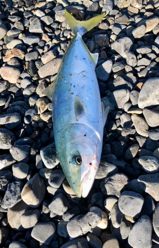 イナダの釣果