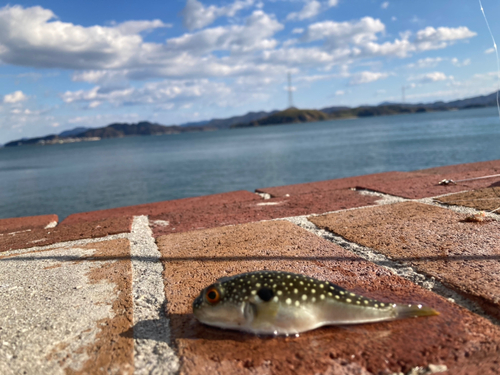 クサフグの釣果