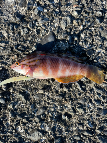 アオハタの釣果