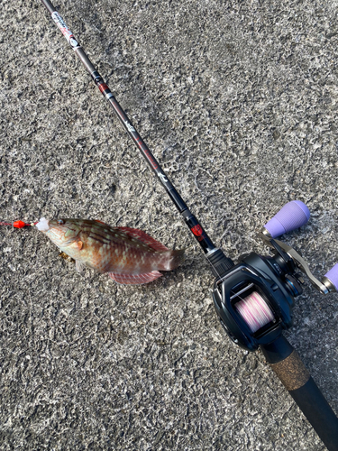 ホシササノハベラの釣果