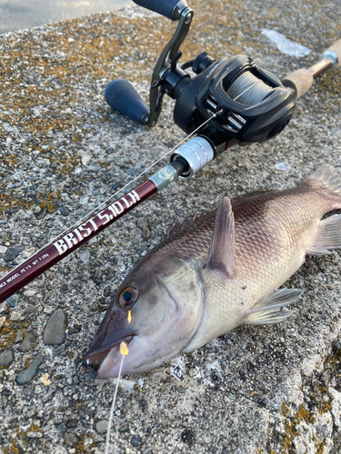 コブダイの釣果