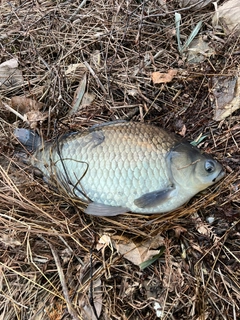 フナの釣果