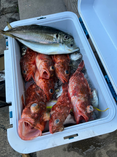 アラカブの釣果