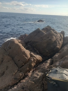 イサキの釣果