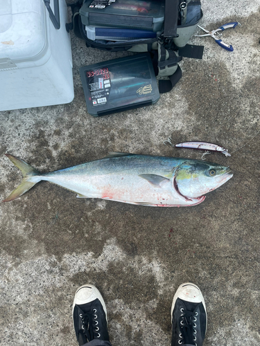 ブリの釣果