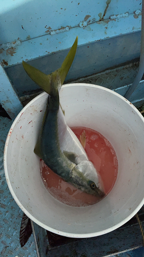 ハマチの釣果