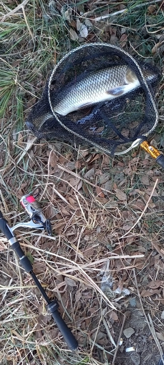 ニゴイの釣果