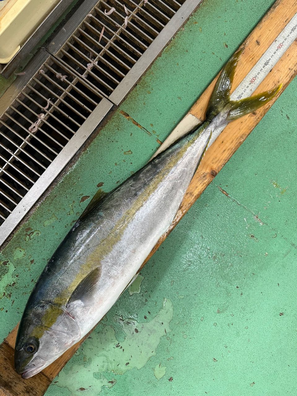 アンアベイラブルだいきさんの釣果 2枚目の画像