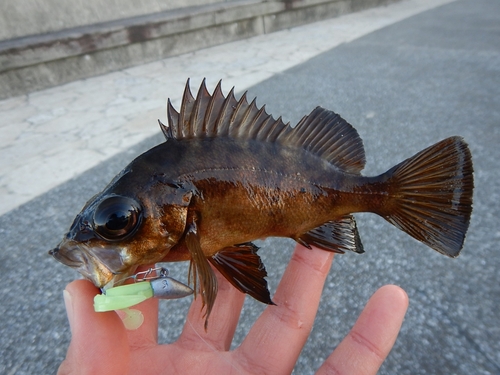 アカメバルの釣果