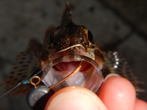 カサゴの釣果