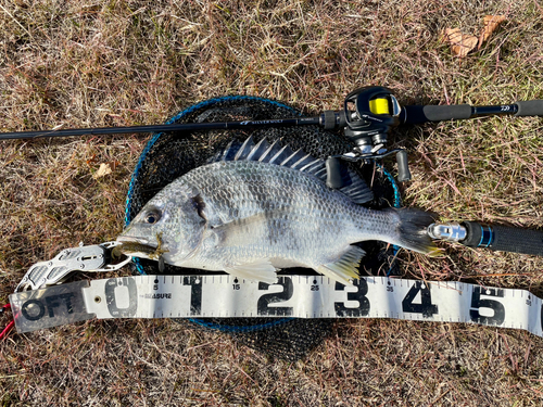 キビレの釣果