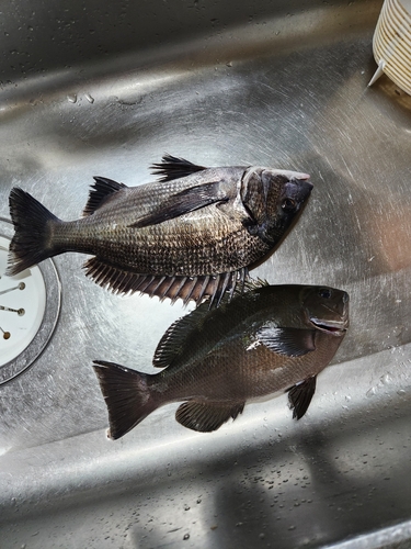 クロダイの釣果