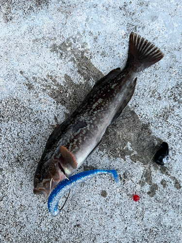 アイナメの釣果