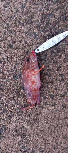 カサゴの釣果