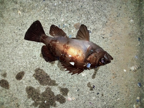 メバルの釣果