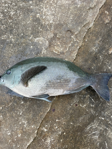 メジナの釣果