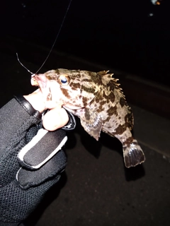 タケノコメバルの釣果