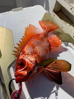 チカメキントキの釣果