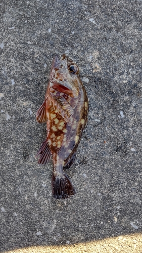 カサゴの釣果