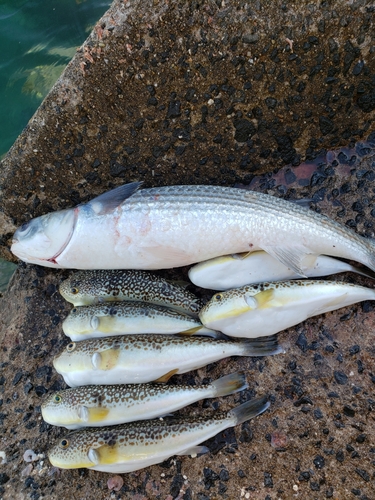 ショウサイフグの釣果