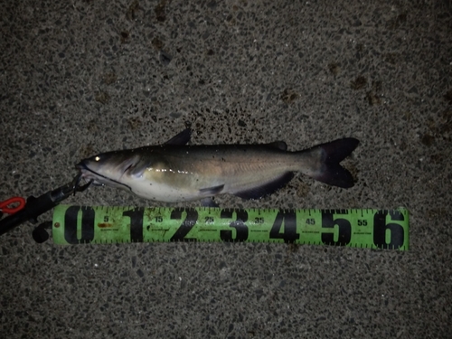 アメリカナマズの釣果