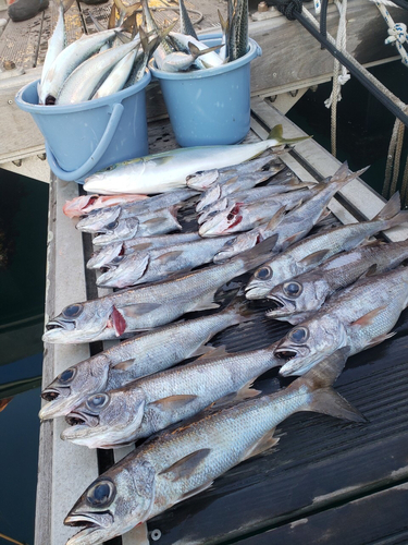 クロムツの釣果