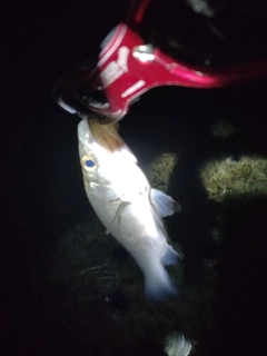 セイゴ(ヒラスズキ)の釣果