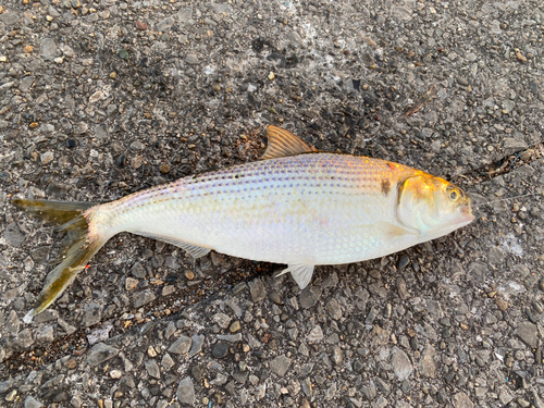 コノシロの釣果