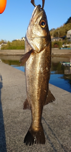 セイゴ（マルスズキ）の釣果