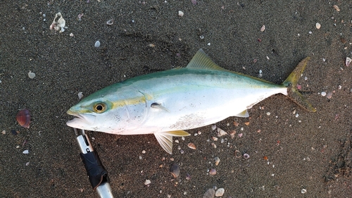 ハマチの釣果