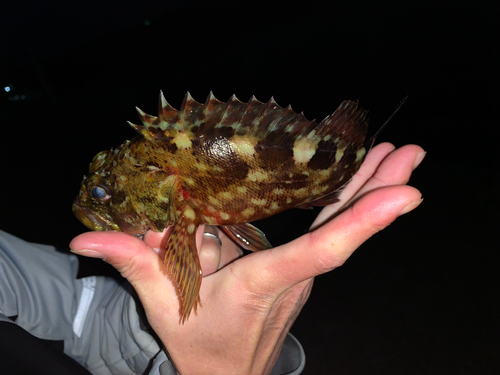 アカメバルの釣果