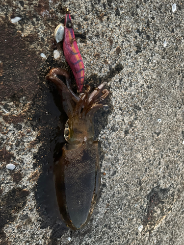 アオリイカの釣果